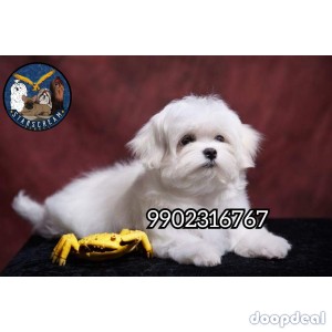 Home Breeded Quality Puppies Maltese Available 