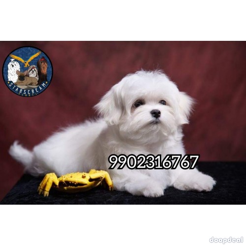 Home Breeded Quality Puppies Maltese Available 
