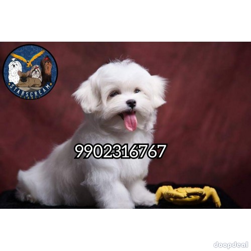 Home Breeded Quality Puppies Maltese Available 