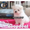 Very Pure Home Breeded Maltese Puppies Available In Bangalore 