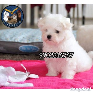 Very Pure Home Breeded Maltese Puppies Available In Bangalore 