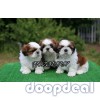 Top Most Quality Shih Tzu Puppies For Sale In Bangalore 