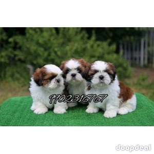 Top Most Quality Shih Tzu Puppies For Sale In Bangalore 