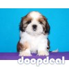 Shih Tzu Puppies In Bangalore 