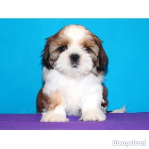 Shih Tzu Puppies In Bangalore 