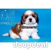 Best Quality Shih Tzu Puppies In Bangalore 
