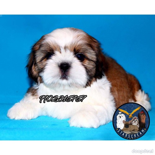 Best Quality Shih Tzu Puppies In Bangalore 