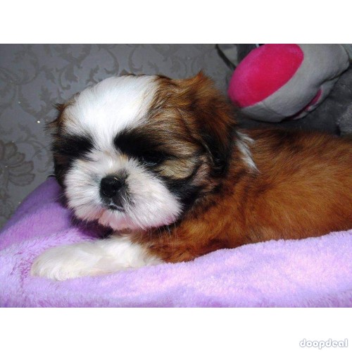 Shih Tzu Puppies Near Me In Bengaluru 