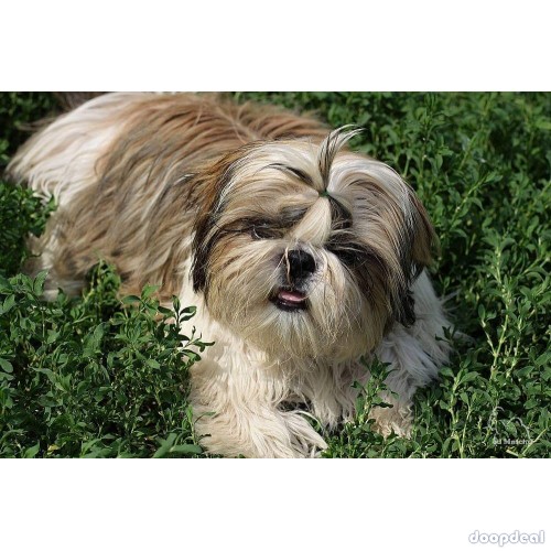 Shih Tzu 45days Puppies In Bangalore 