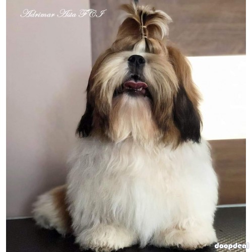 Very Top Quality Shih Tzu Puppies Available In Bangalore 