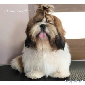 Very Top Quality Shih Tzu Puppies Available In Bangalore 