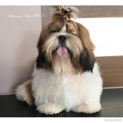 Very Top Quality Shih Tzu Puppies Available In Bangalore 