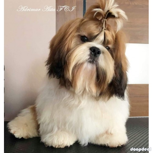 Very Top Quality Shih Tzu Puppies Available In Bangalore 