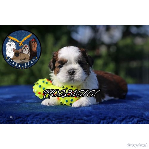 Outstanding Quality Shih Tzu Puppies For Sale In Bangalore 
