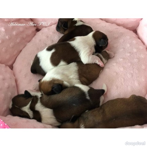 Outstanding Quality Shih Tzu Puppies For Sale In Bangalore 