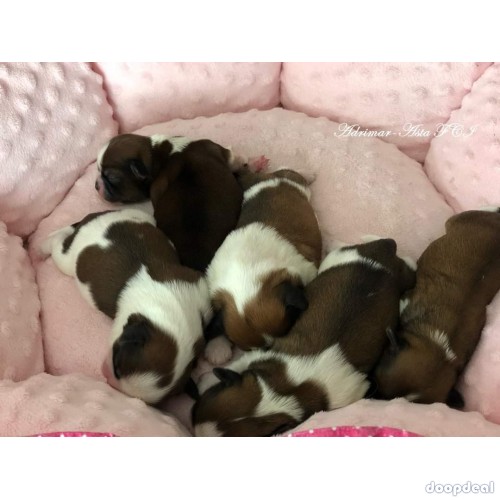 Outstanding Quality Shih Tzu Puppies For Sale In Bangalore 