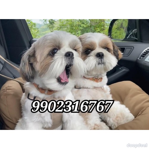 Fabulous Quality Shih Tzu Puppies Available In Bangalore 
