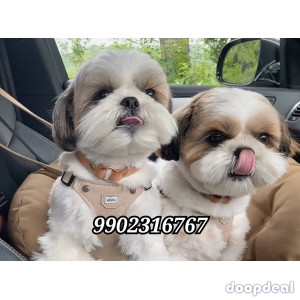 Fabulous Quality Shih Tzu Puppies Available In Bangalore 
