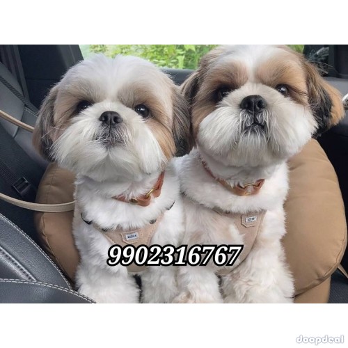 Fabulous Quality Shih Tzu Puppies Available In Bangalore 