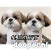 45 days Old Shih Tzu Puppies For Sale In Bangalore 