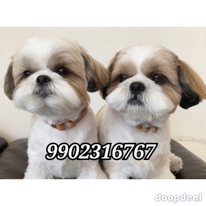 45 days Old Shih Tzu Puppies For Sale In Bangalore 