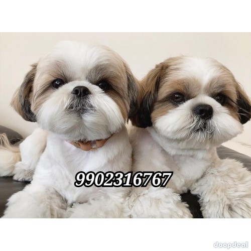 45 days Old Shih Tzu Puppies For Sale In Bangalore 