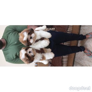 Shih Tzu Tri Colour Puppies For Sale In Bangalore 