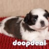 Top Pure Shih Tzu Puppies Availabile In Bangalore 