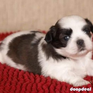 Top Pure Shih Tzu Puppies Availabile In Bangalore 