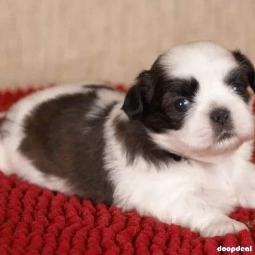 Top Pure Shih Tzu Puppies Availabile In Bangalore 