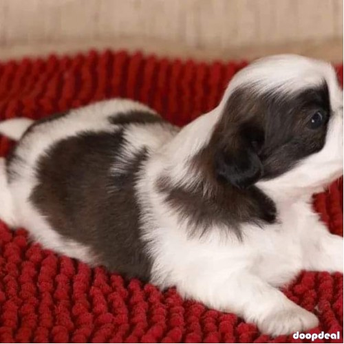 Top Pure Shih Tzu Puppies Availabile In Bangalore 