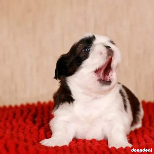 Top Pure Shih Tzu Puppies Availabile In Bangalore 