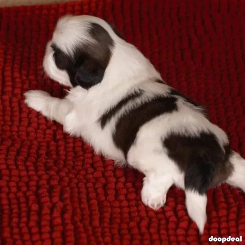 Top Pure Shih Tzu Puppies Availabile In Bangalore 