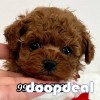 Pure Toy Poodle Puppies Availabile In Bangalore 
