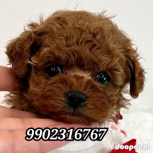 Pure Toy Poodle Puppies Availabile In Bangalore 