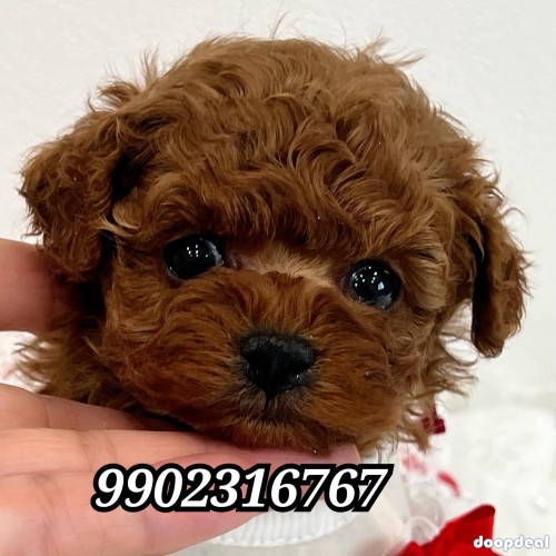 Pure Toy Poodle Puppies Availabile In Bangalore 