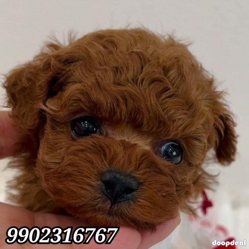 Pure Toy Poodle Puppies Availabile In Bangalore 