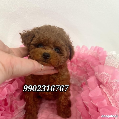 Pure Toy Poodle Puppies Availabile In Bangalore 