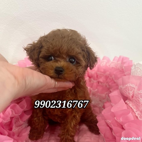 Pure Toy Poodle Puppies Availabile In Bangalore 