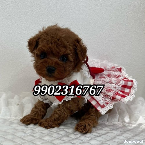 Top Quality Genuine Toy Poodle Puppies Availabile In Bangalore 