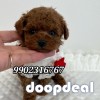 Top Quality Genuine Toy Poodle Puppies Availabile In Bangalore 