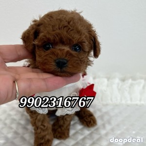Top Quality Genuine Toy Poodle Puppies Availabile In Bangalore 