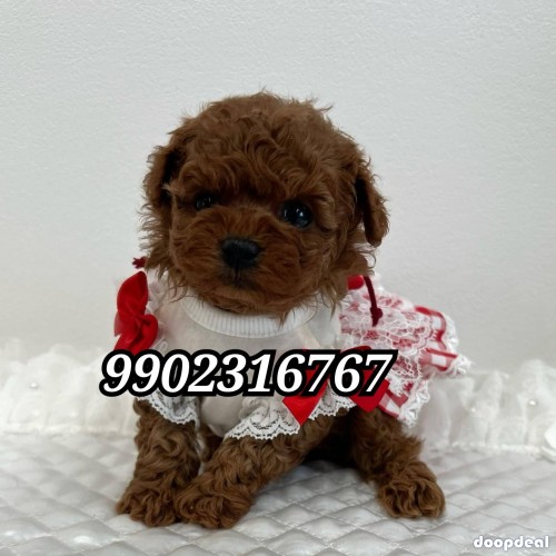 Top Quality Genuine Toy Poodle Puppies Availabile In Bangalore 